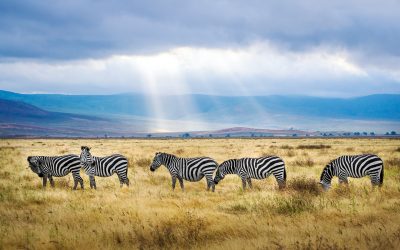 Afrika