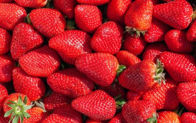 Erdbeeren